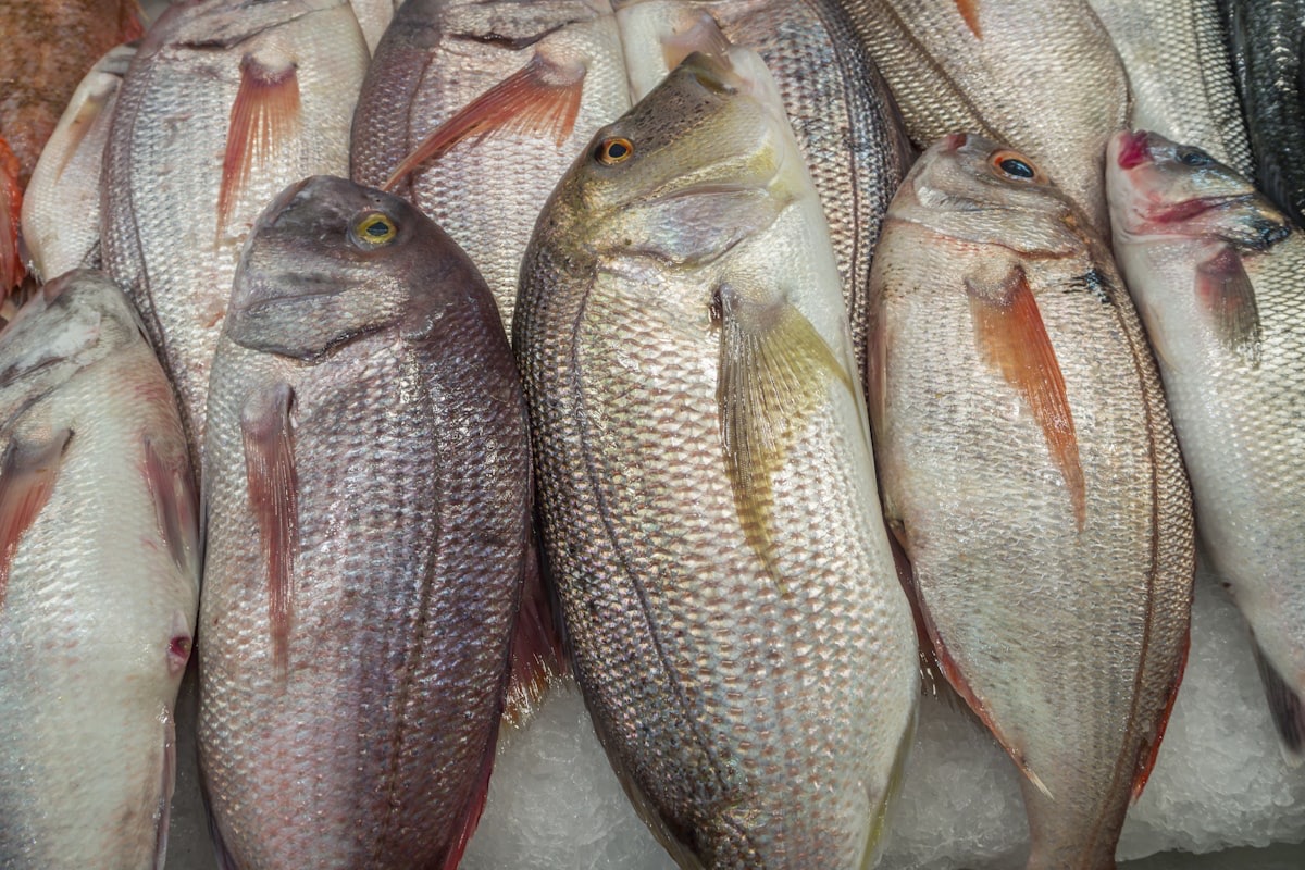 Providence — Only fish we can vouch for